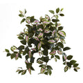 Hoya Hanging Bush (Set of 4)