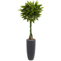 6' Money Artificial Tree in Gray Cylinder Planter (Real Touch)