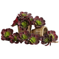 5"  Echeveria Succulent Plant (Set of 12)