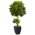 5.5' Schefflera Artificial Tree in Black Wash Planter UV Resistant
