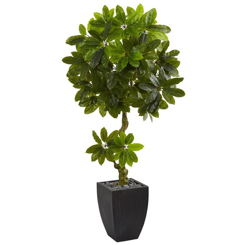 5.5' Schefflera Artificial Tree in Black Wash Planter UV Resistant