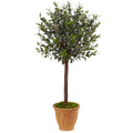 4.5' Olive Tree in Terracotta Planter
