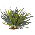 Staghorn Fern (Set of 2)