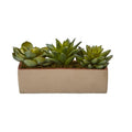 5"  Mixed Succulent Pot