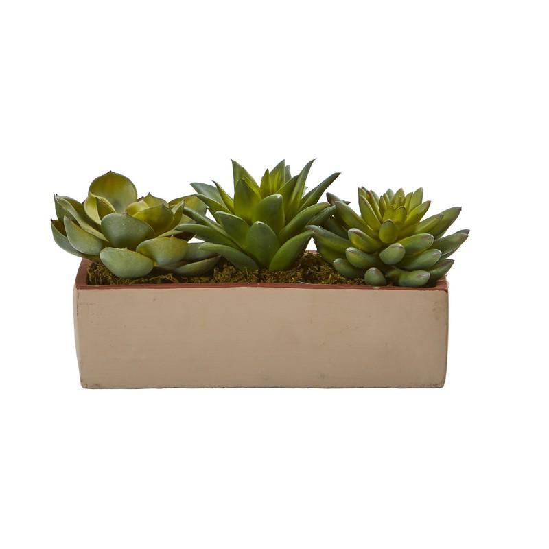 5"  Mixed Succulent Pot