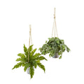 26"  Watermelon Peperomia and Fern Artificial Plant in Hanging Bucket (Set of 2)