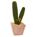 23"  Cactus Succulent Artificial Plant in Terra Cotta Planter