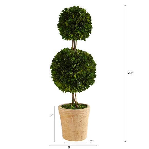 2.5' Preserved Boxwood Double Ball Topiary Tree in Decorative Planter