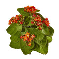 8"  Kalanchoe Artificial Bush Flower (Set of 6)