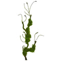 25"  Moss Twig Vine Artificial Plant (Set of 4)