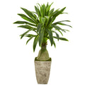 62" Dracaena Artificial Plant in Country White Planter