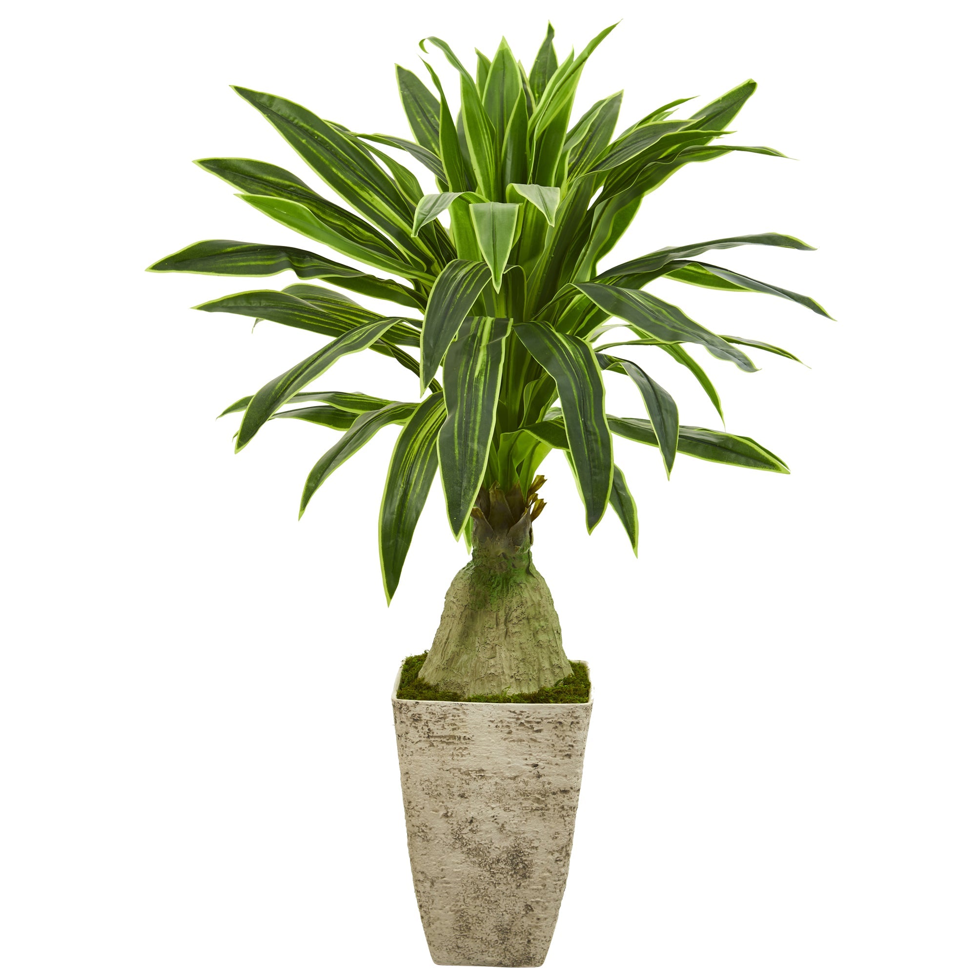 62" Dracaena Artificial Plant in Country White Planter