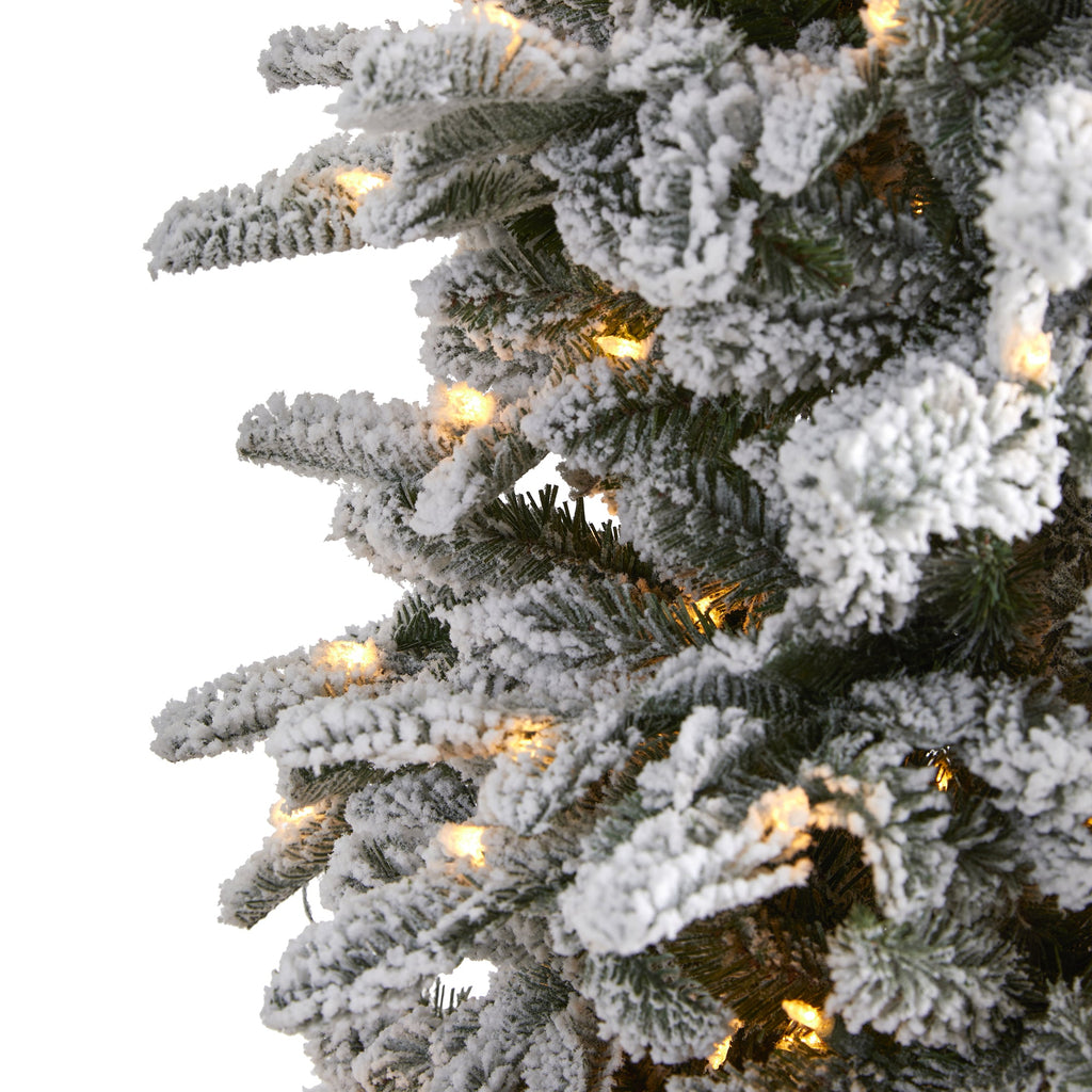7' Flocked North Carolina Fir Artificial Christmas Tree w550 Warm White Lights
