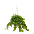 30"  Peperomia Artificial Plant in Hanging Bucket (Real Touch)