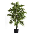 3' Areca Palm Tree