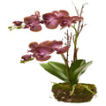 23"  Chocolate Phalaenopsis Orchid Artificial Arrangement in Twig Basket
