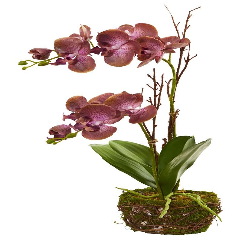 23"  Chocolate Phalaenopsis Orchid Artificial Arrangement in Twig Basket