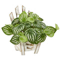 8"  Watermelon Peperomia Artificial Plant in Chair Planter (Real Touch)