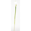 Calla Lilly Silk Flower (12 Stems)