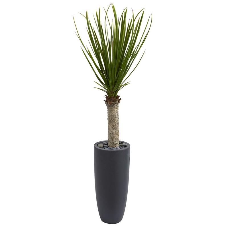 4' Yucca Tree in Gray Cylinder Planter