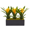 Bromeliads in Rectangular Planter