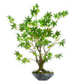 30"  Maple Bonsai Artificial Tree in Planter