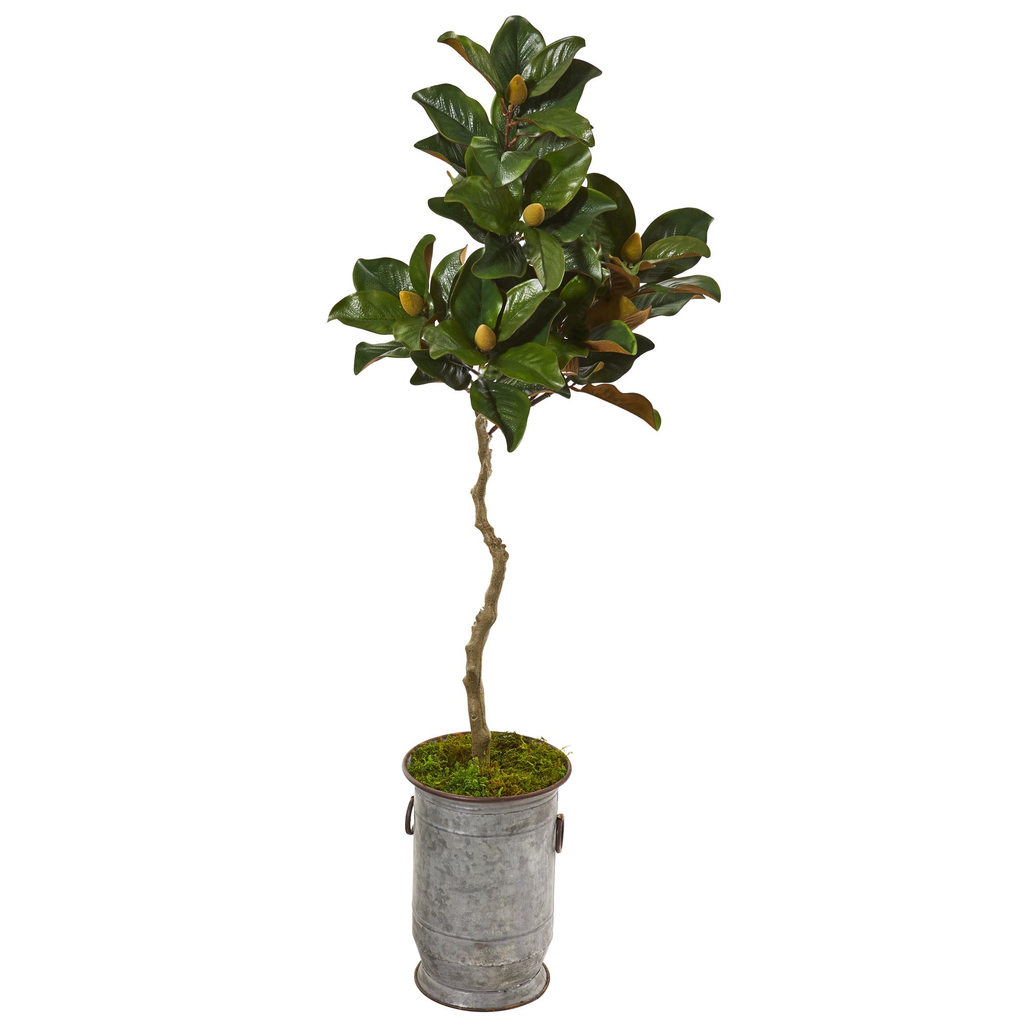 61" Magnolia Artificial Tree in Vintage Metal Planter