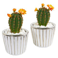 8"  Flowering Cactus Artificial Plant in Decorative Planter (Set of 2)