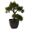 15'' Cedar Bonsai