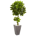 6' Schefflera Artificial Tree in Cement Planter UV Resistant (Indoor/Outdoor)