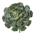 13"  Giant Echeveria Succulent Pick Artificial Plant (Set of 2)