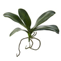 9" Phalaenopsis Orchid Leaf Artificial Flower (Set of 6)