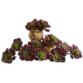 6"  Echeveria Succulent (Set of 12)