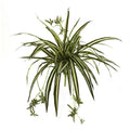Spider Plant Bush (Set of 4)