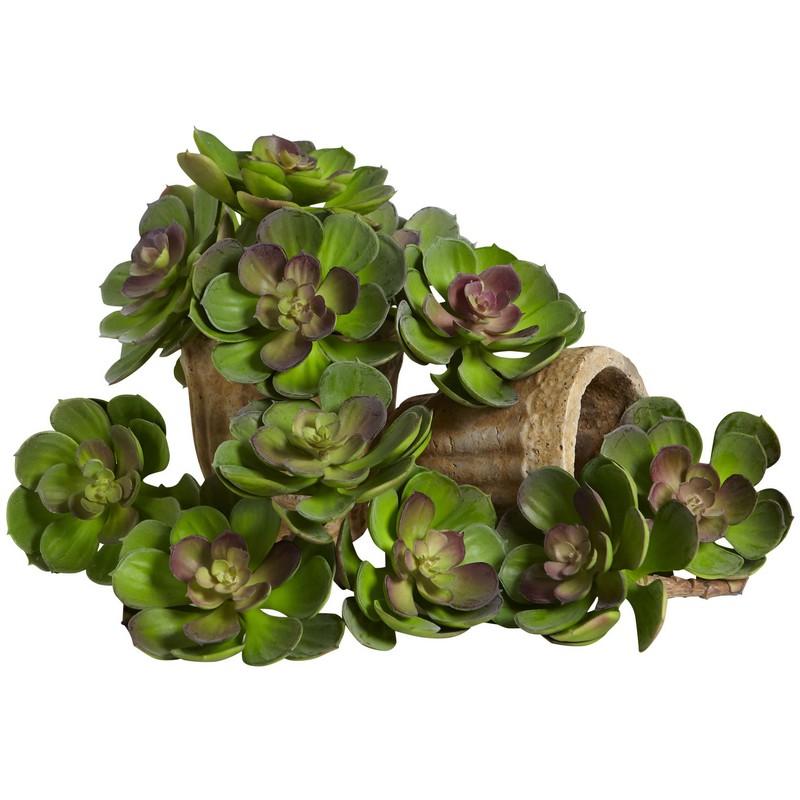 5"  Echeveria Succulent Plant (Set of 12)