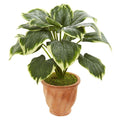 22' Variegated Hosta Artificial Plant in Terracotta Planter