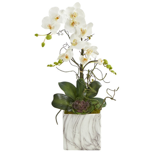 24" Phalaenopsis Orchid and Echeveria Succulent Artificial Arrangement