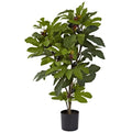 32" Fig Tree w/42 Lvs & 15 Figs