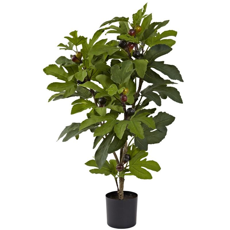 32" Fig Tree w/42 Lvs & 15 Figs