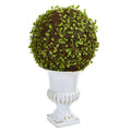 18"  Mohlenbechia Ball Topiary in White Urn