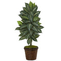 4' Zebra Plant in Coiled Rope Planter