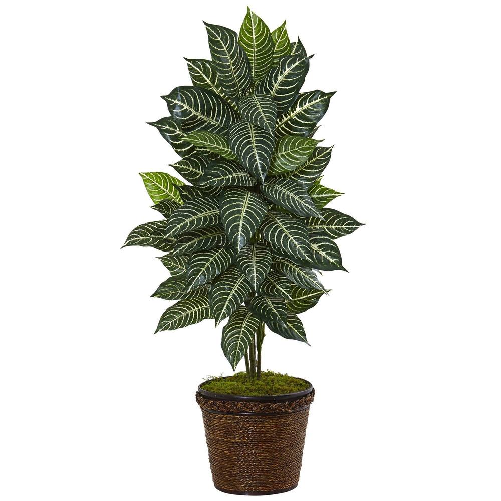 4' Zebra Plant in Coiled Rope Planter