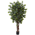 7' Sakaki Silk Tree
