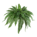Boston Fern (Set of 2)