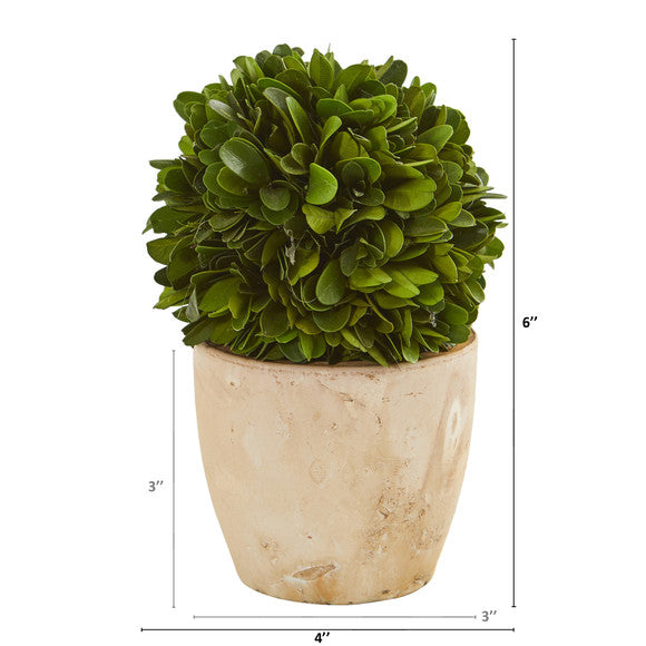 6" Boxwood Ball Preserved Plant in Planter (Set of 2)