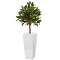 3' Sweet Bay Tree in White Tower Planter