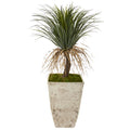 44" Pony Tail Palm Artificial Plant in Country White Planter
