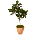 45"  Magnolia Leaf Artificial Tree in Terra-cotta Planter