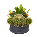 16"  Mixed Cactus Artificial Plant in Decorative Bowl