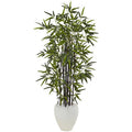 5' Black Bamboo Tree in White Oval Planter